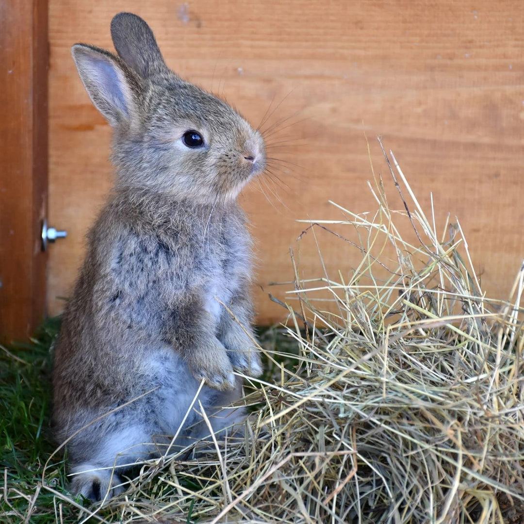 Einstreuzusatz mit Pflanzenkohle, Biochar, 150 g für Hamster, Hasen, Kaninchen, Vögel, geruchshemmen
