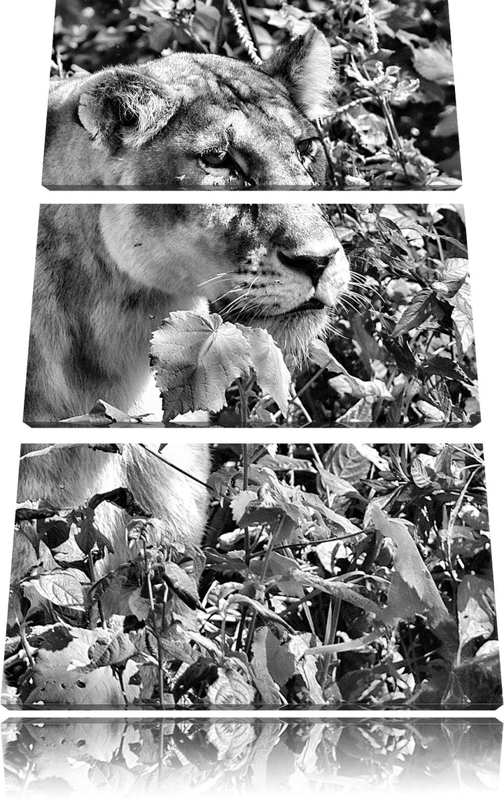 Pixxprint wachsame Löwin als Leinwandbild/Grösse: 3 Teilig (120x80) cm/Wandbild/Kunstdruck/fertig be