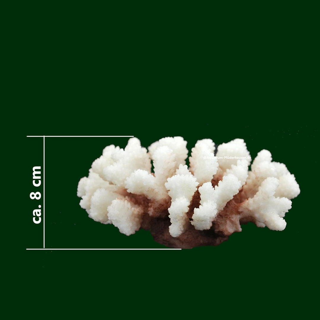 Steinkoralle, 16x 14x 8 cm, SPS, Aquarium Korallen, Stylophora Nachbildung Natur