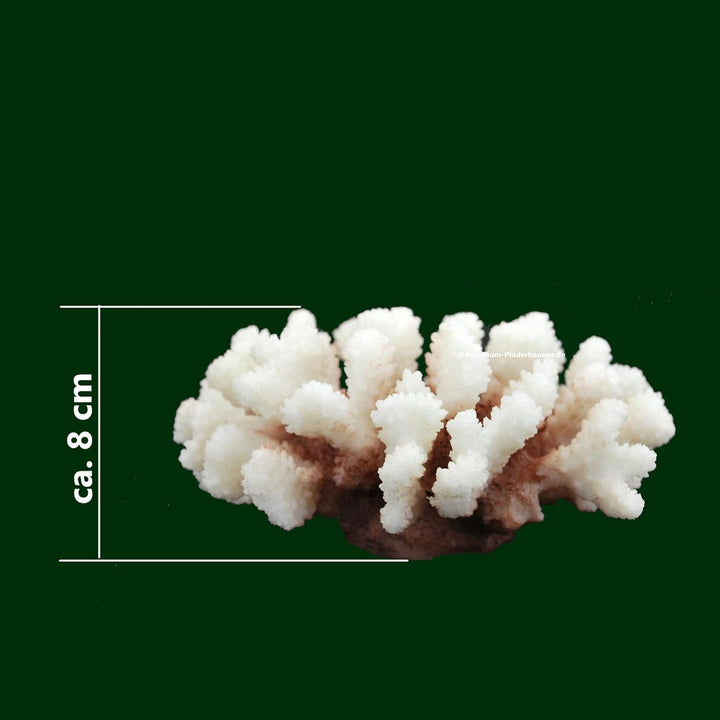 Steinkoralle, 16x 14x 8 cm, SPS, Aquarium Korallen, Stylophora Nachbildung Natur