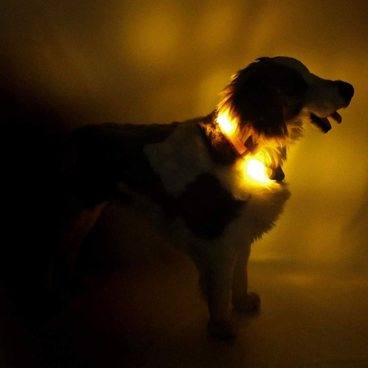 LEUCHTIE® Leuchthalsband Plus Sunset-orange Grösse 52,5 I LED Halsband für Hunde I 100 h Leuchtdauer
