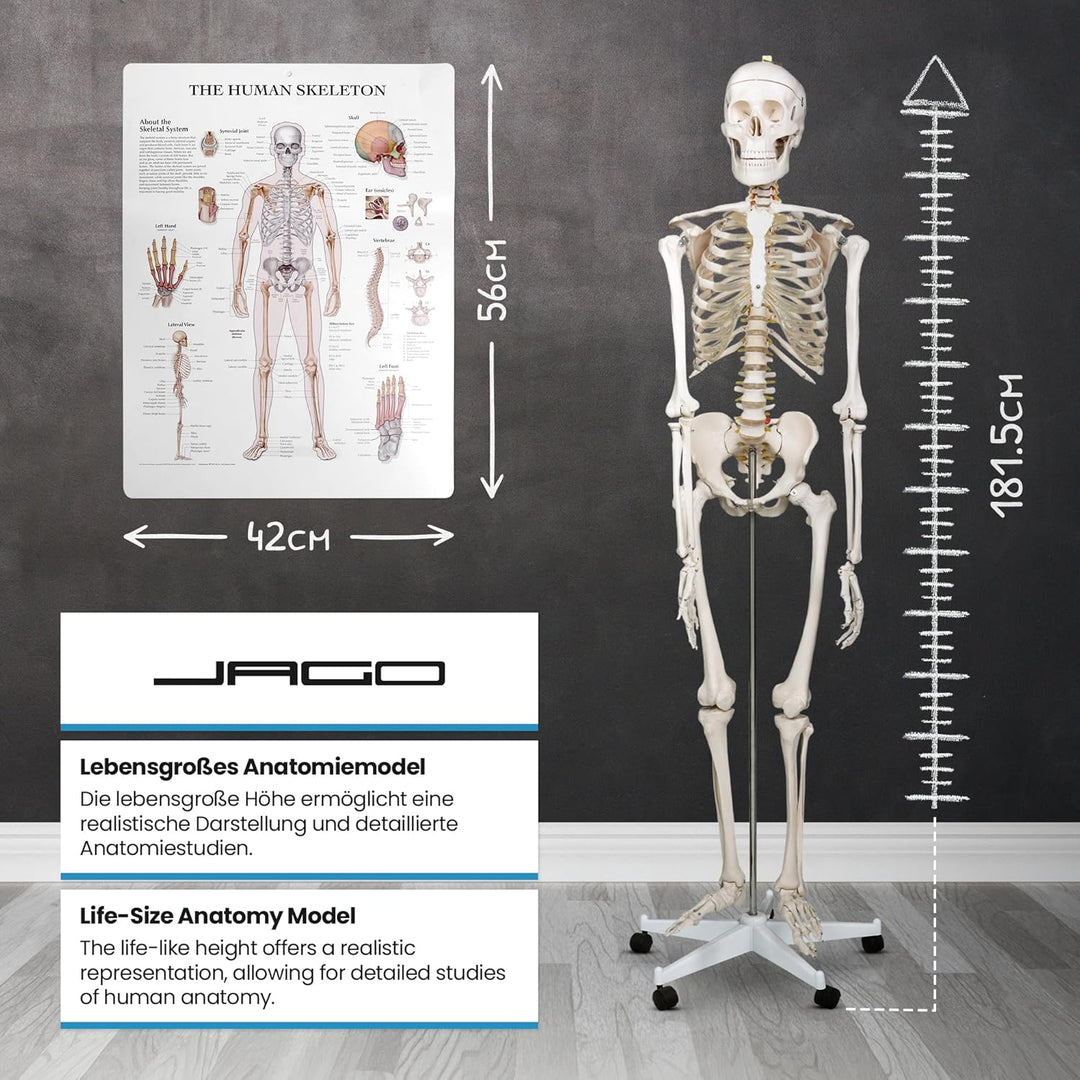 Jago® Menschliches Anatomie Skelett 181.5 cm - inkl. Schutzabdeckung, mit Ständer, Standfuss und Leh