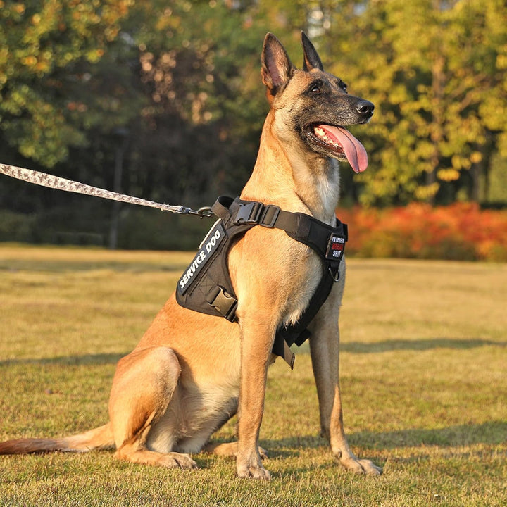 Demigreat Taktisches Anti-Zug-Hundegeschirr Klein Mittel Gross Hund M Stern Schwarz, M Stern Schwarz