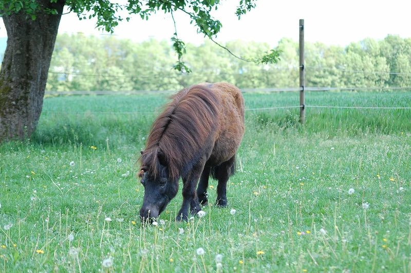 AMKA Western Sattelgurt Schnurengurt für Shetty Pony in 45, 51 oder 56 cm Länge 18, 18