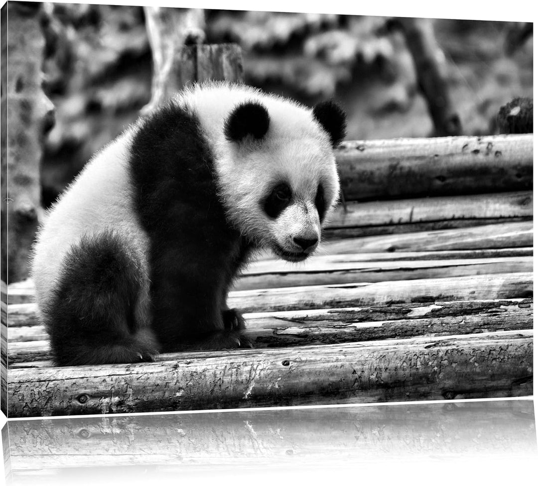 Pixxprint Panda auf Holzstämmen als Leinwandbild/Grösse: 100x70 cm/Wandbild/Kunstdruck/fertig bespan