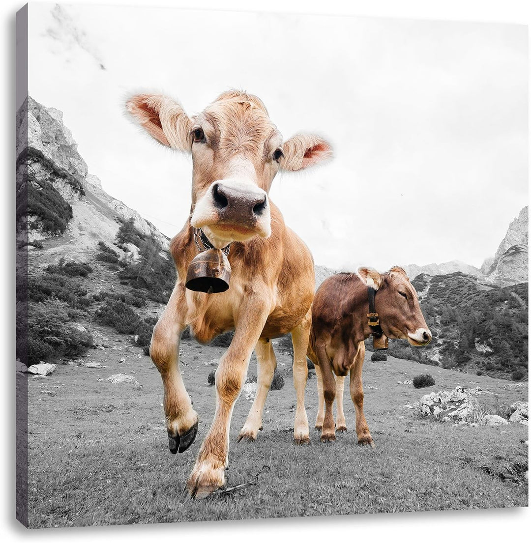Pixxprint Almkuh auf der Weide B&W Detail, Format: 70x70 auf Leinwand, 70x70