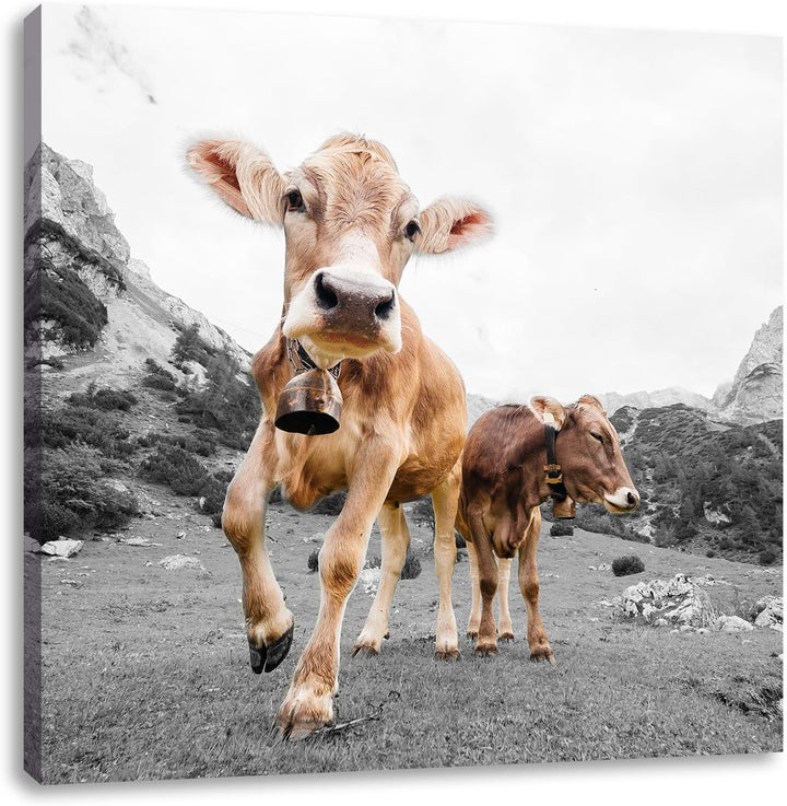 Pixxprint Almkuh auf der Weide B&W Detail, Format: 70x70 auf Leinwand, 70x70