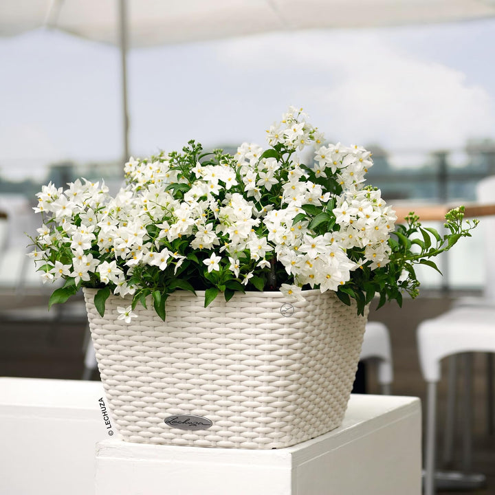 LECHUZA BACINO Cottage weiss 15450 30x30x18 cm Weiss, 30x30x18 cm Weiss