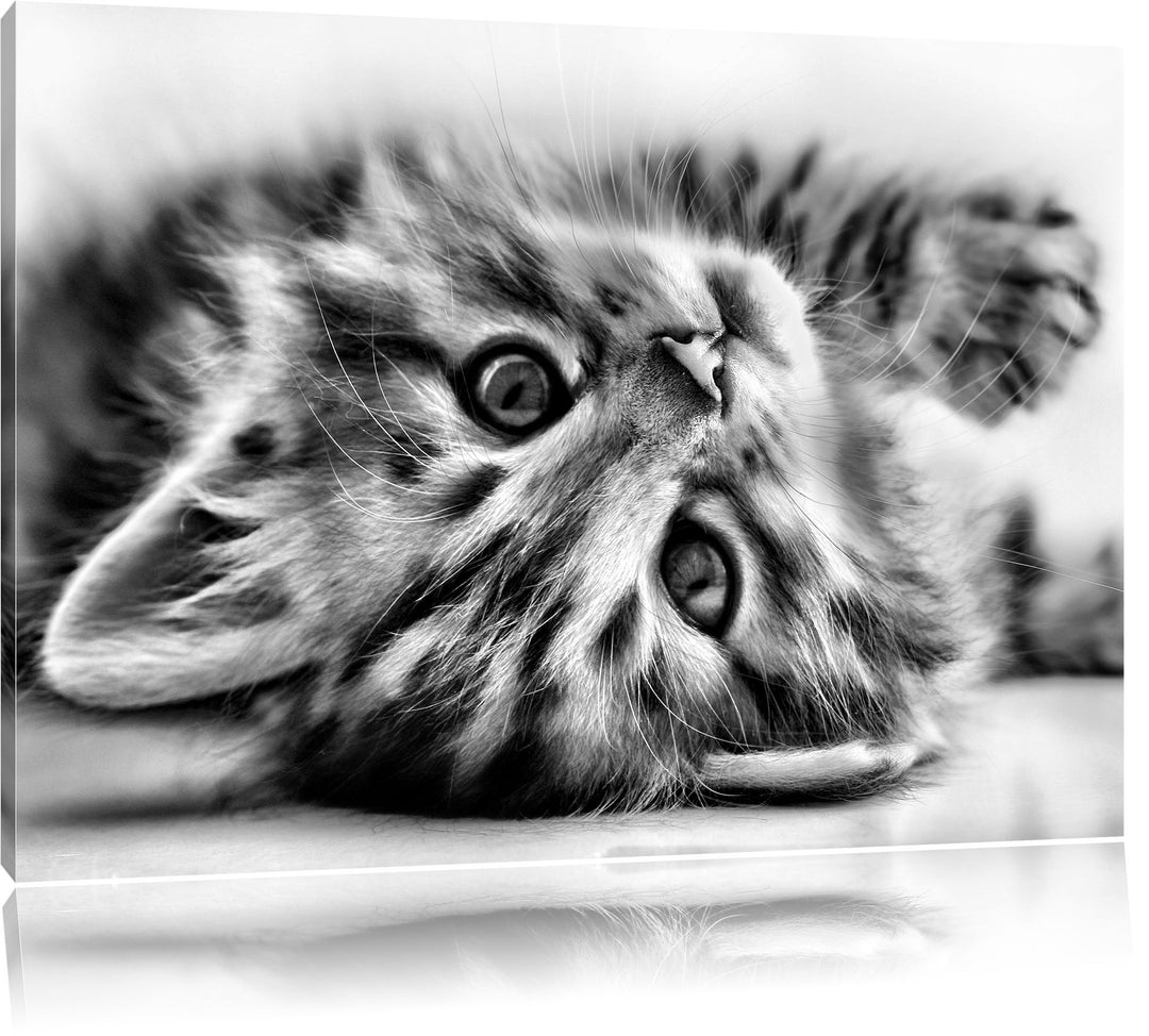 Pixxprint Süsses Katzenbaby / 100x70cm Leinwandbild bespannt auf Holzrahmen/Wandbild Kunstdruck Deko