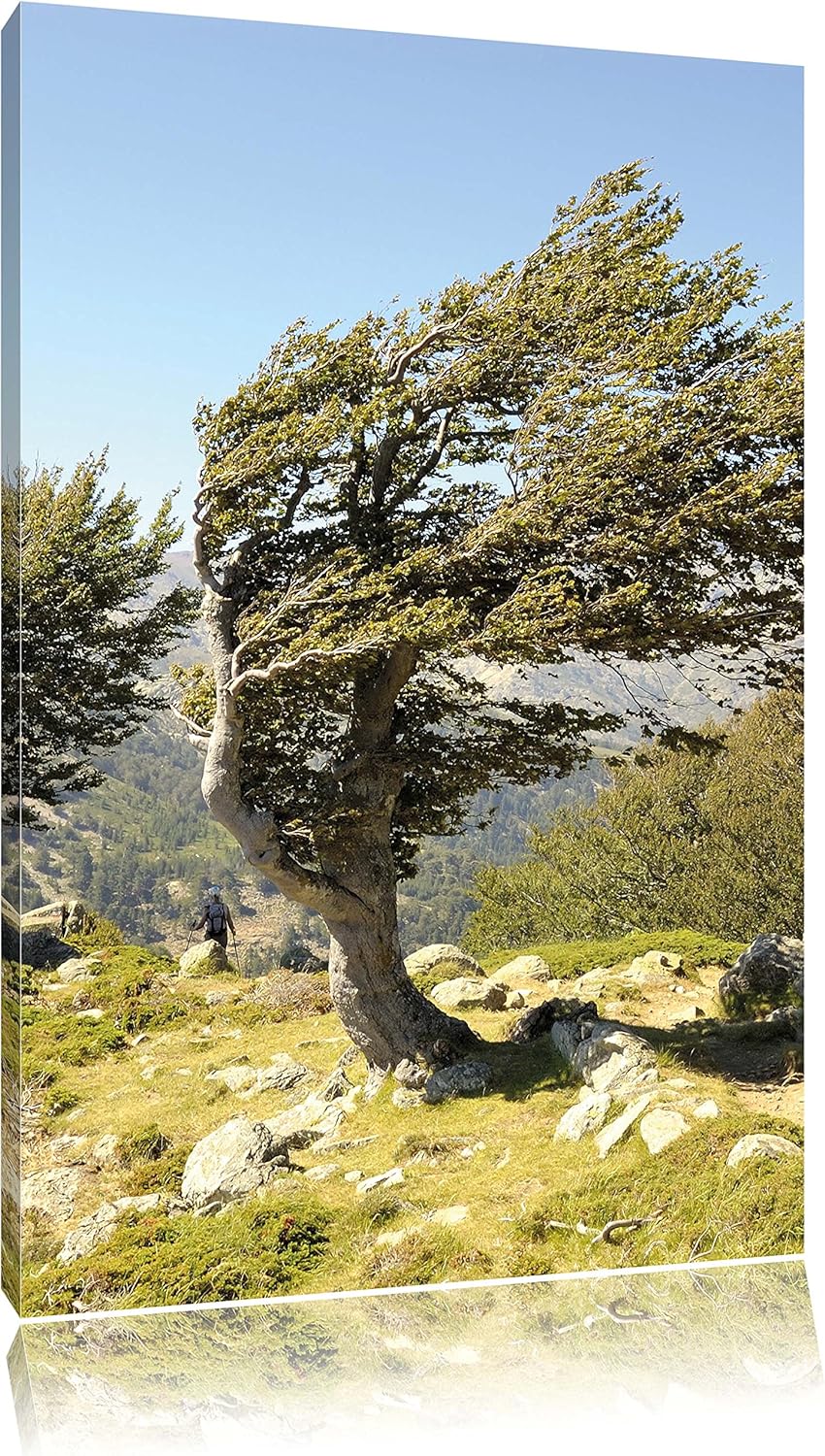 Pixxprint Schiefer Baum, Format: 100x70 auf Leinwand, XXL riesige Bilder fertig gerahmt mit Keilrahm