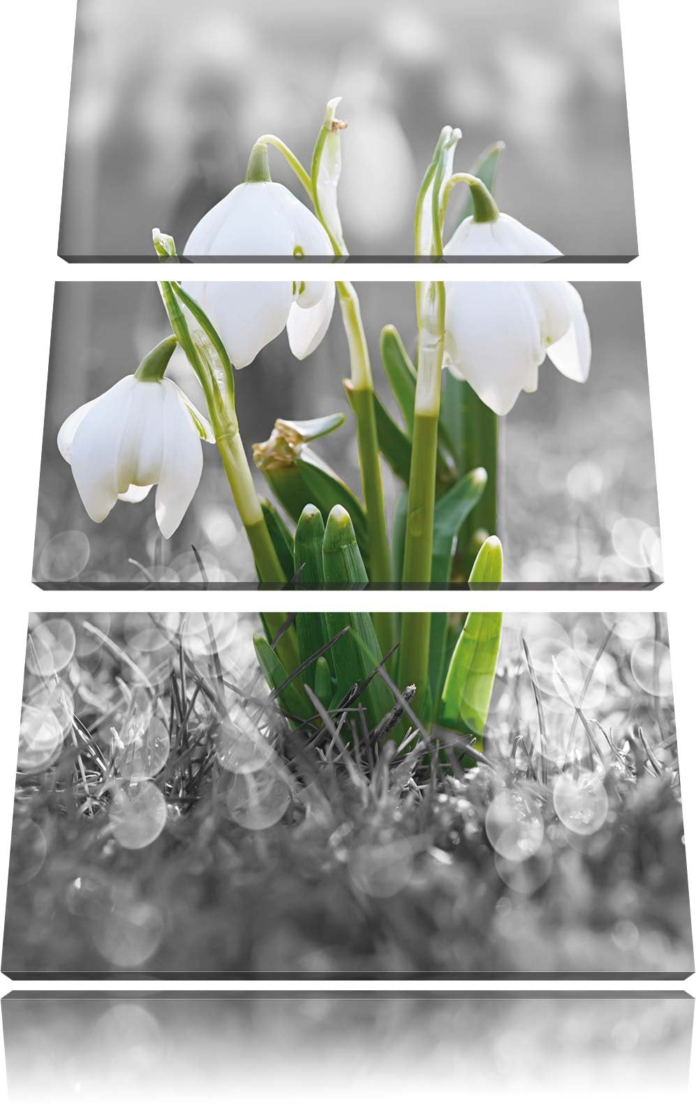 Pixxprint schöne Schneeglöckchen im Morgentau als Leinwandbild/Grösse: 3 Teilig (120x80) cm/Wandbild