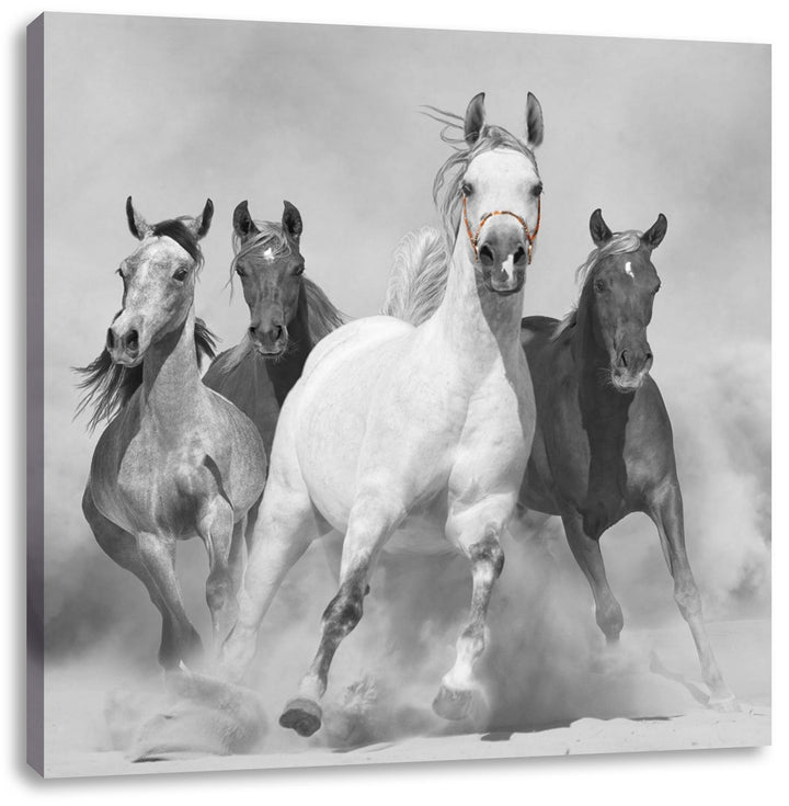 Pixxprint Mustangs ausgelassen in der Wüste als Leinwandbild | Grösse: 70x70 cm | Wandbild| Kunstdru