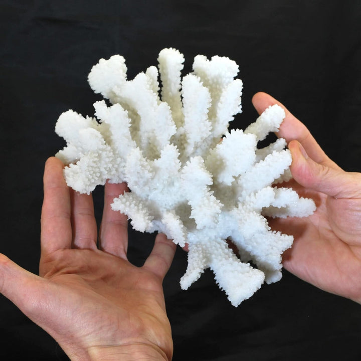Steinkoralle, 21x15x11 cm, SPS, Aquarium Korallen, Blumenkohl Nachbildung Weiss