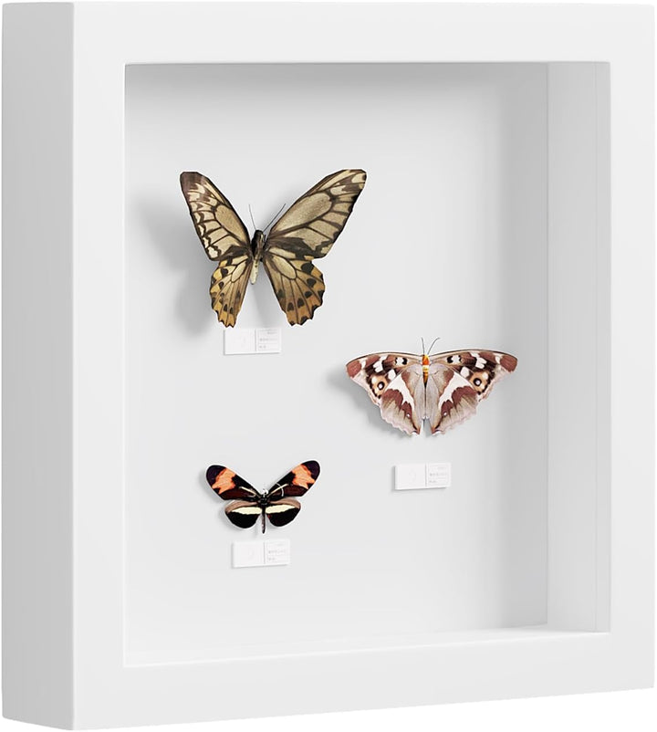 EUGAD 3D Bilderrahmen zum Befüllen, Objektrahmen 30x30 cm, tiefer Rahmen für Objekte bis 3 cm, Holzr