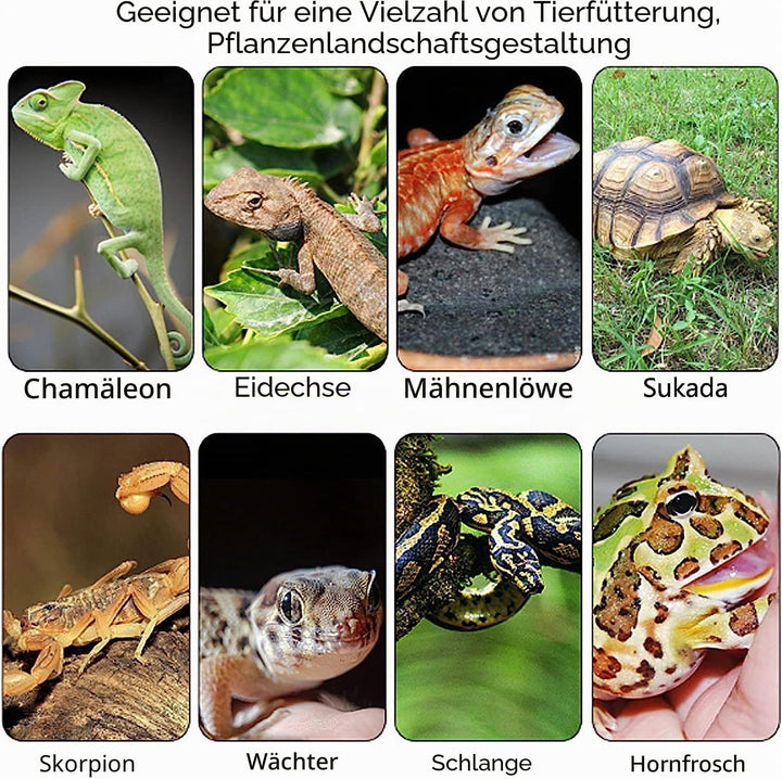 Reptile Fütterungsbox,Acryl Transparent Transport Box,Geeignet für Eidechsen, Spinnen, Hornfrösche u