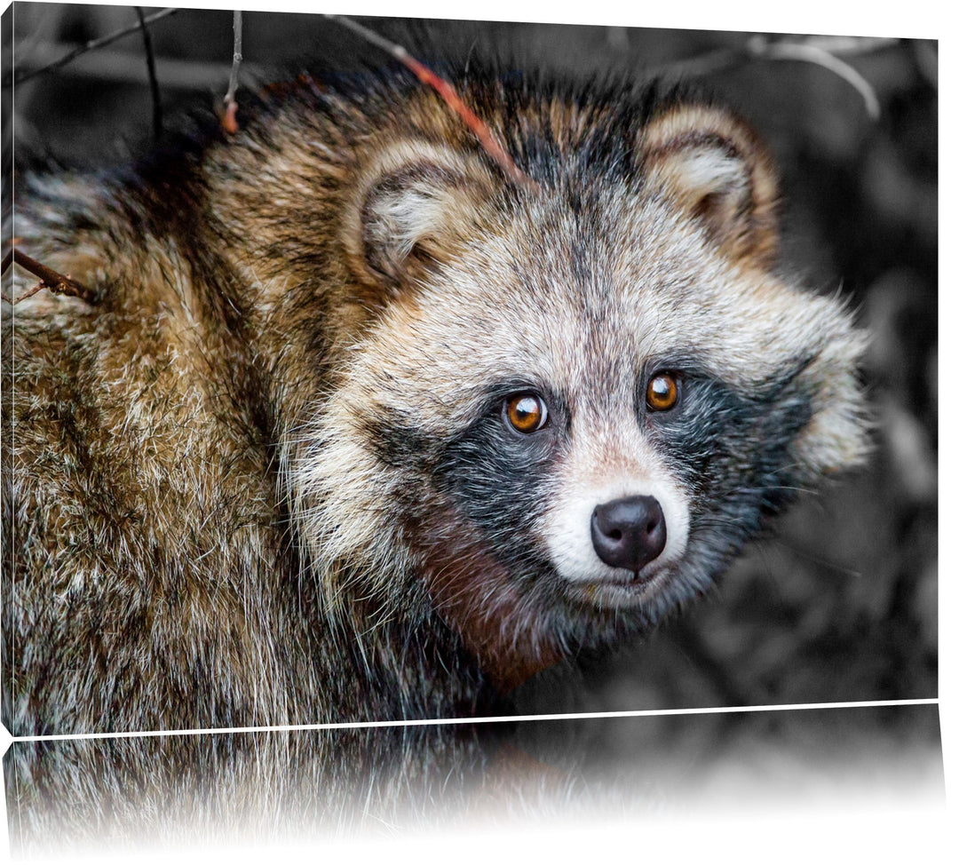 süsser Waschbär schwarz/weiss Format: 100x70auf Leinwand, XXL riesige Bilder fertig gerahmt mit Keil