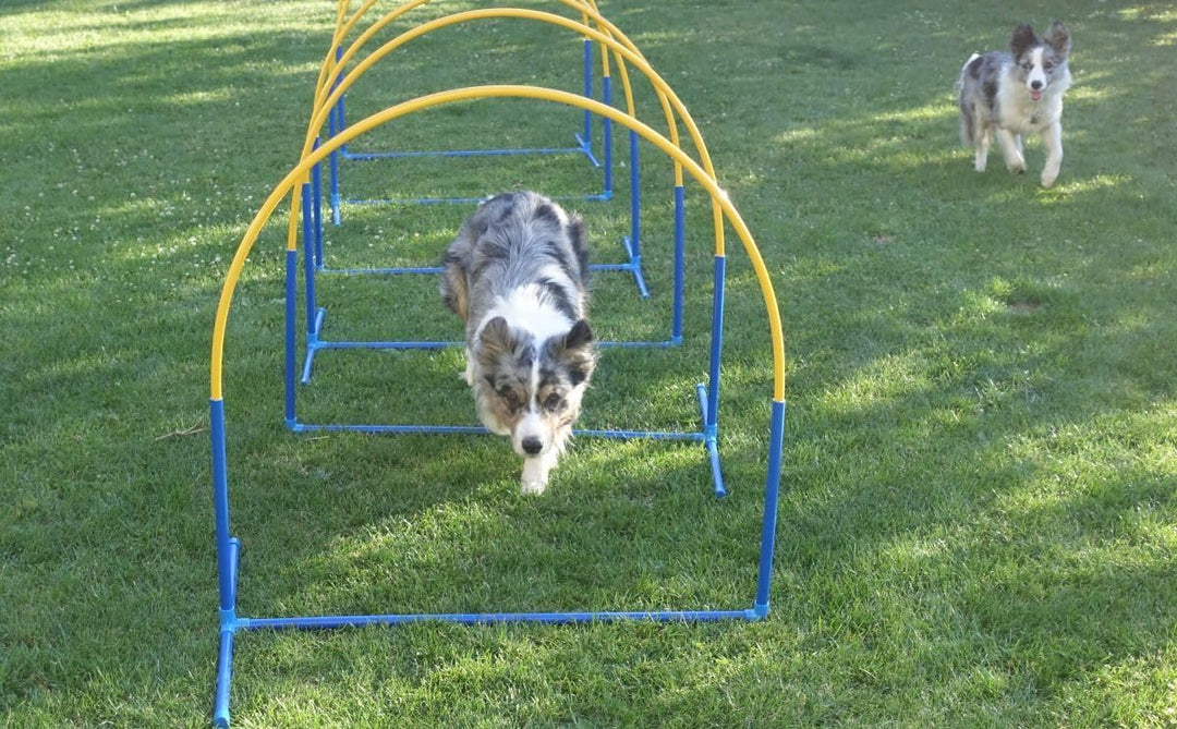 Callieway 6X NADAC Hoopers Agility Hoops - Grosspackung Fun Hoops - Blau - 6er Pack (Mit Mittelstreb