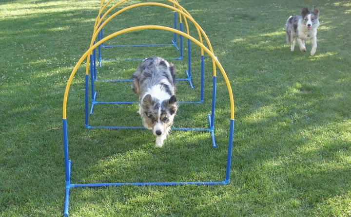 Callieway 6X NADAC Hoopers Agility Hoops - Grosspackung Fun Hoops - Blau - 6er Pack (Mit Mittelstreb