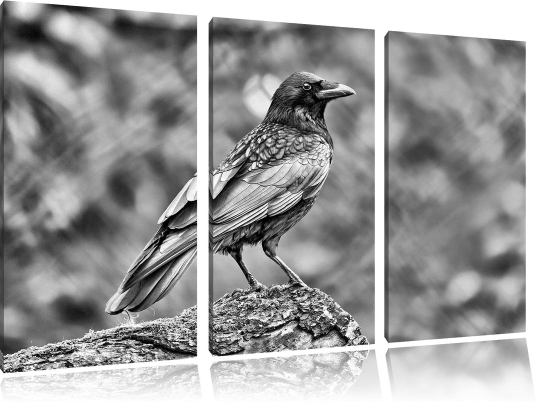 Pixxprint Monocrome, Krähe auf Baumstamm 3-Teiler Leinwandbild 120x80 Bild auf Leinwand