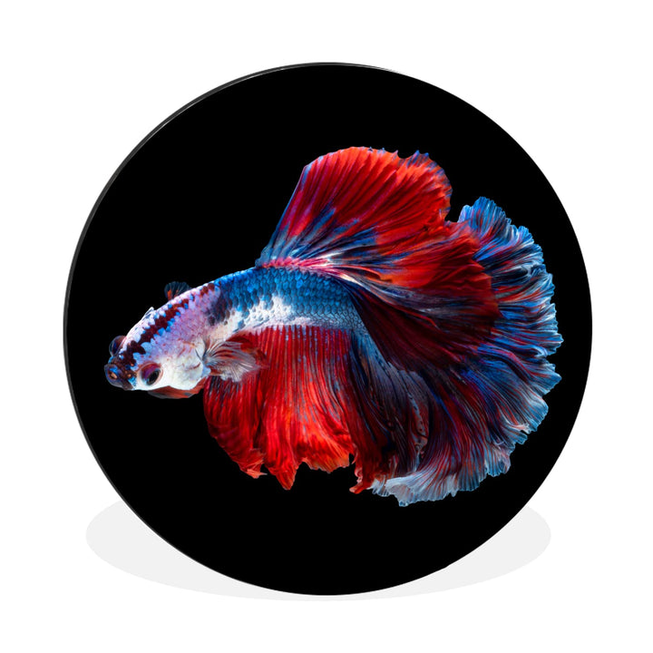MuchoWow Wandbild Rund Wanddeko Deko Wohnzimmer Bilder 60x60 cm Fisch - Schwanz - Schwarz, 60x60 cm