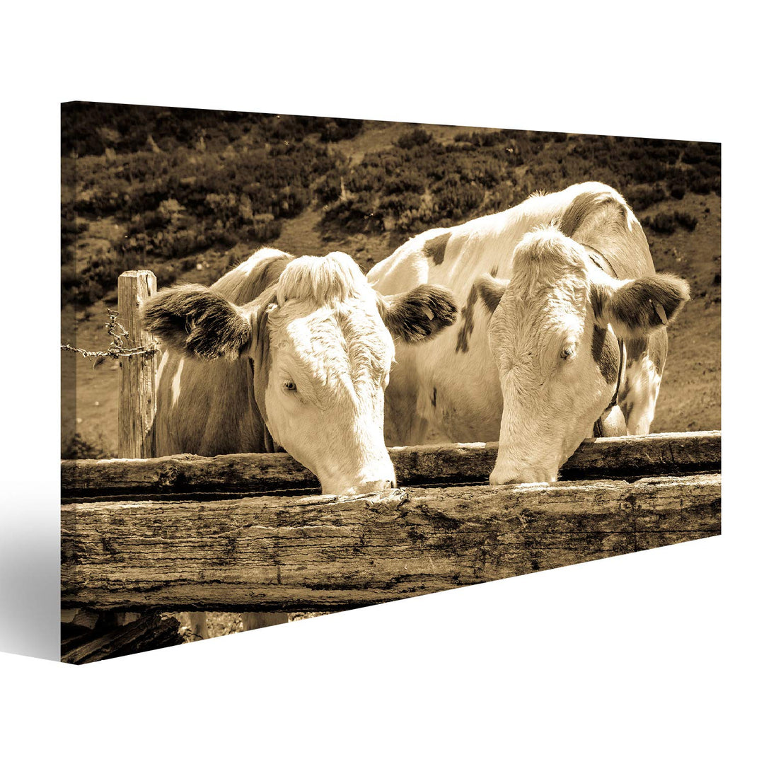 islandburner Bild auf Leinwand Kühe In Den Europäischen Alpen Foto Wandbild Poster Kunstdruck Bilder