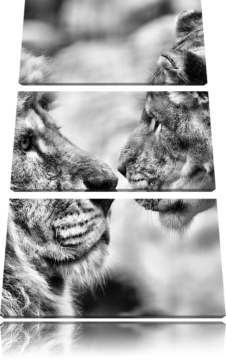 Pixxprint Verliebtes Löwenpaar als Leinwandbild/Grösse: 3 Teilig (120x80) cm/Wandbild/Kunstdruck/fer