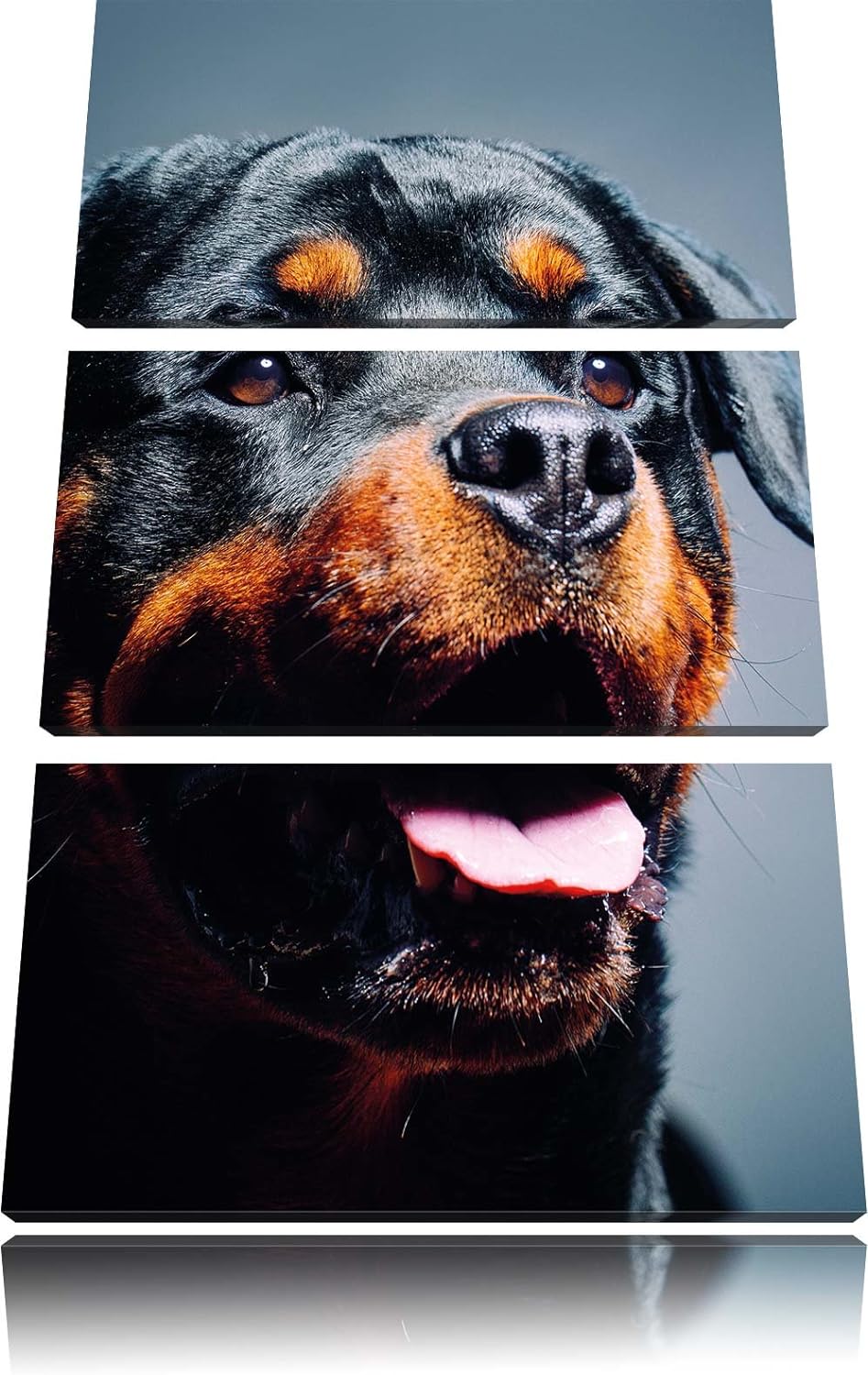 Pixxprint Treuer Rottweiler als Leinwandbild | Grösse: 3 Teilig (120x80) | Wandbild| Kunstdruck | fe