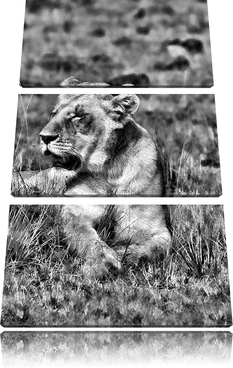 Pixxprint Monocrome, Löwin entspannt im Gras 3-Teiler Leinwandbild 120x80 Bild auf Leinwand