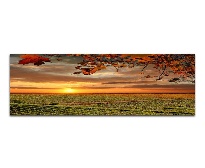Paul Sinus Art Panoramabild auf Leinwand und Keilrahmen 150x50cm Toskana Weinbaugebiet Sonnenunterga