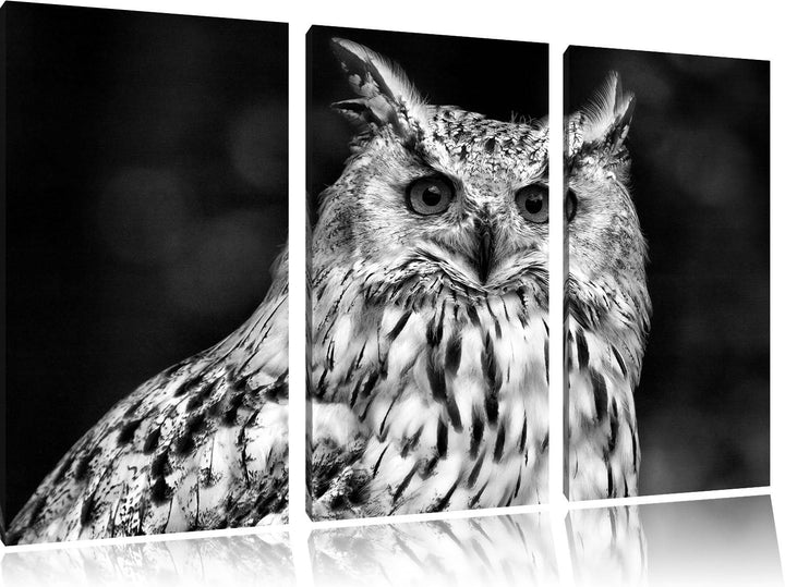 Pixxprint Monocrome, aufmerksame Waldohreule 3-Teiler Leinwandbild 120x80 Bild auf Leinwand