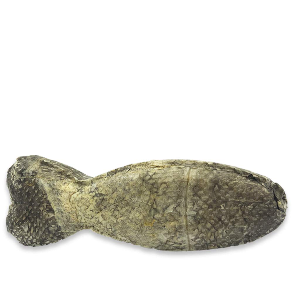 ICEPAW I Dorschkauknochen I 10 Stück I Fisch Snack für Hunde