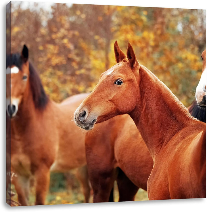Pixxprint schöne Pferde auf der Wiese als Leinwandbild Quadratisch/Grösse: 70x70 / Wandbild/Kunstdru