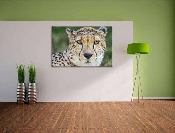 Pixxprint ruhender Gepard auf Leinwand, XXL riesige Bilder fertig gerahmt mit Keilrahmen, Kunstdruck