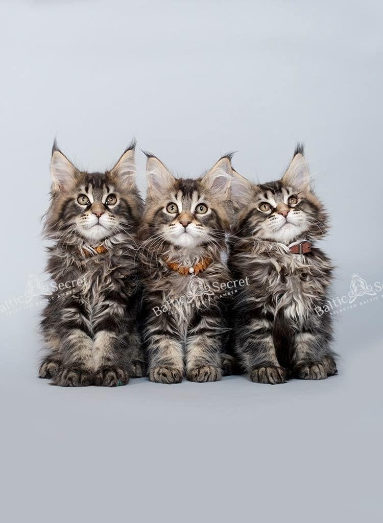 Bernsteinkette Hund | Bernsteinhalsband für Hunde & Katzen | Hundehalsband I Natürliches Halsband Hu