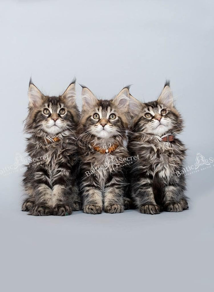 Bernsteinkette Hund | Bernsteinhalsband für Hunde & Katzen | Hundehalsband I Natürliches Halsband Hu