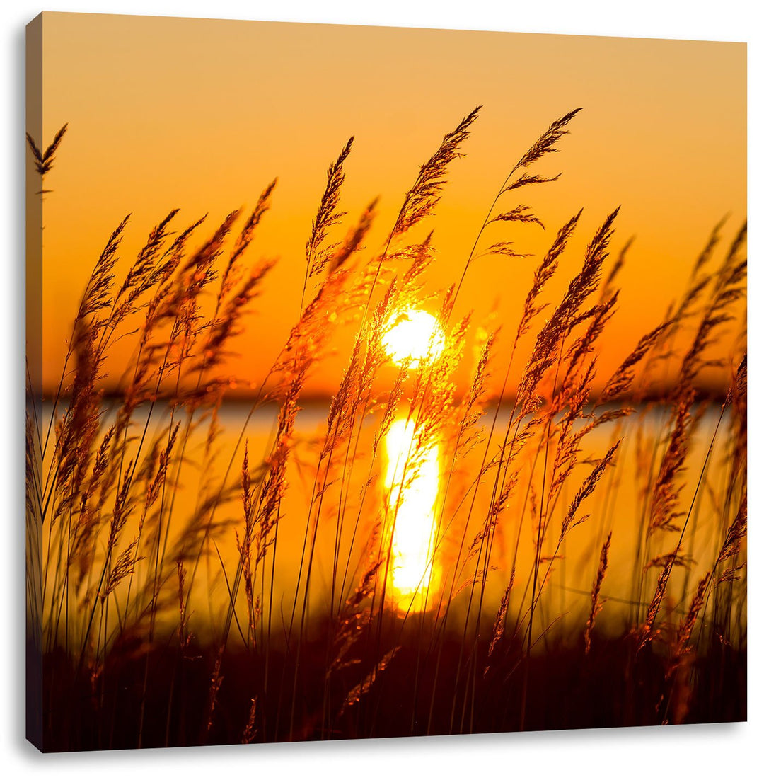 Sonne zwischen Gräsern, Format: 70x70 auf Leinwand, XXL riesige Bilder fertig gerahmt mit Keilrahmen