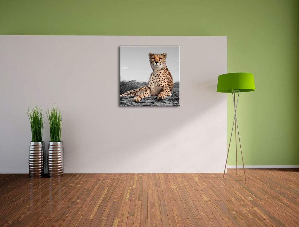 Pixxprint prächtiger Gepard in Savanne als Leinwandbild/Grösse: 70x70 cm/Wandbild/Kunstdruck/fertig