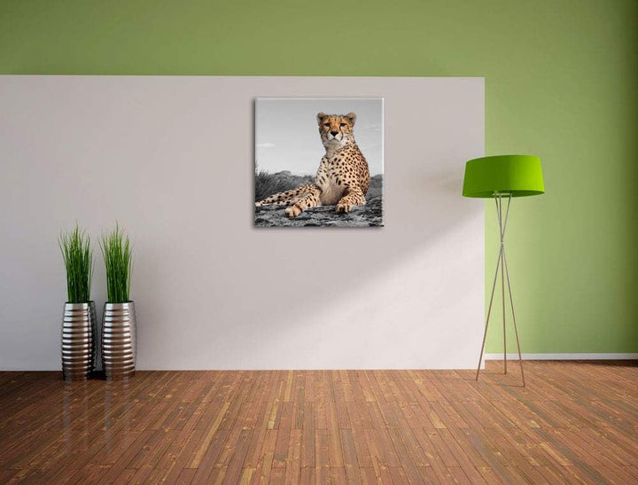 Pixxprint prächtiger Gepard in Savanne als Leinwandbild/Grösse: 70x70 cm/Wandbild/Kunstdruck/fertig