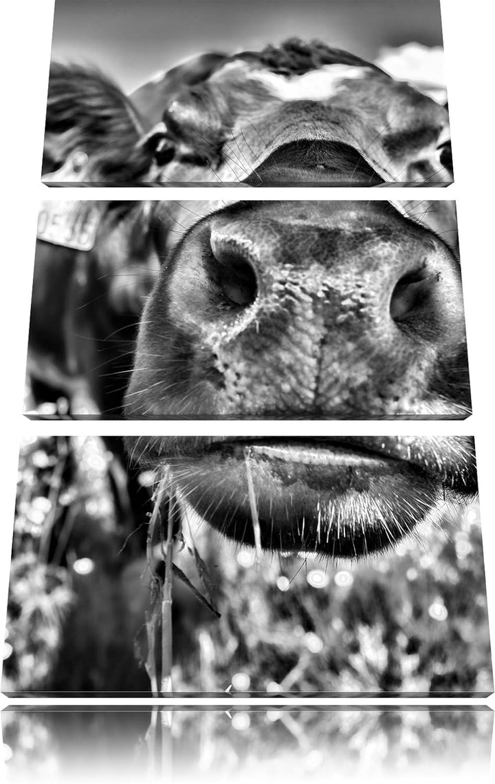 Pixxprint Monocrome, Süsse Alpen Kuh auf Bergwiese 3-Teiler Leinwandbild 120x80 Bild auf Leinwand