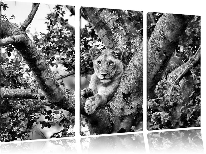 Pixxprint schöne Löwin auf Baum als Leinwandbild/Grösse: 3 Teilig (120x80) cm/Wandbild/Kunstdruck/fe
