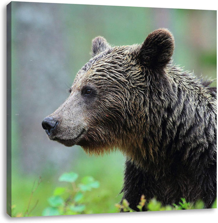 Pixxprint Kleiner Bär, Format: 70x70 auf Leinwand, XXL riesige Bilder fertig gerahmt mit Keilrahmen,