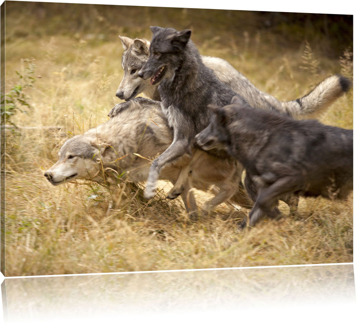 Tobendes Wolfsrudel, Format: 100x70 auf Leinwand, XXL riesige Bilder fertig gerahmt mit Keilrahmen,
