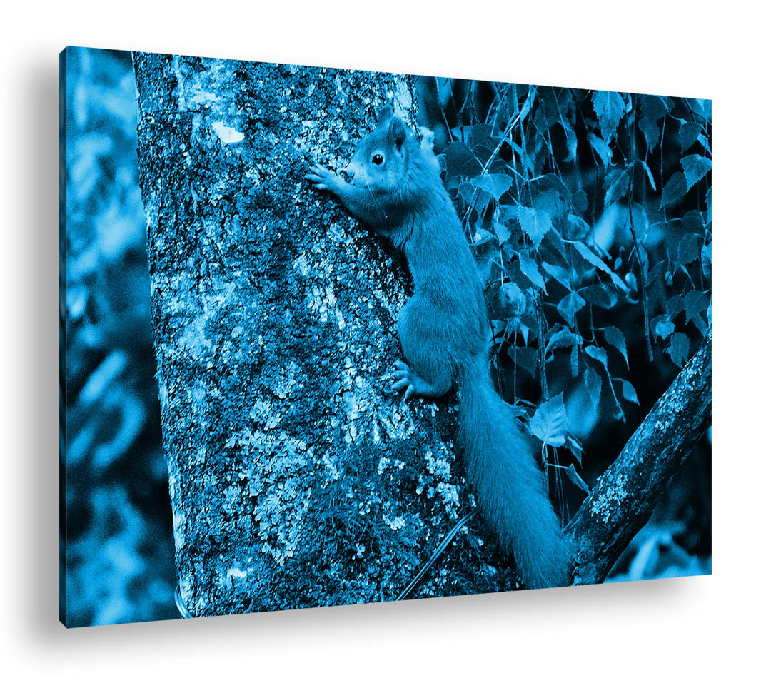 deyoli kleines niedliches Eichhörnchen auf einem Baum Format 100x70 Effekt: Monocrome Blau als Leinw