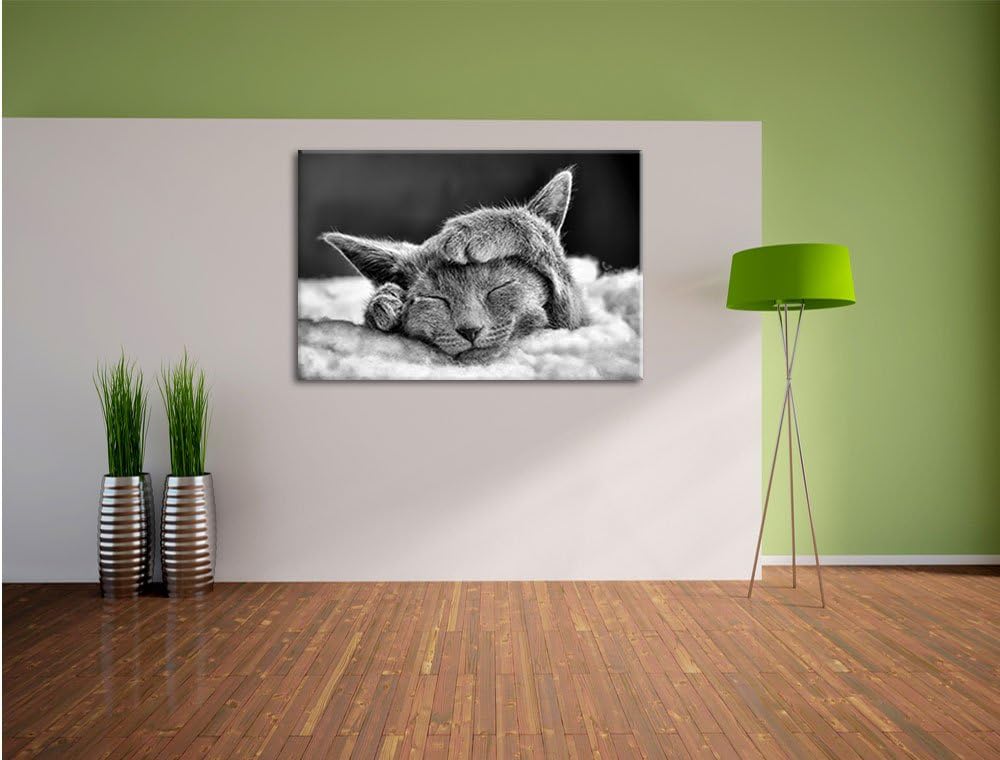 Monocrome, Süsses Kätzchen, Format: 100x70 auf Leinwand, XXL riesige Bilder fertig gerahmt mit Keilr