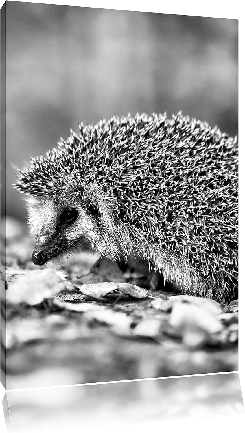 Monocrome, Igel im Laub , Format: 100x70 auf Leinwand, XXL riesige Bilder fertig gerahmt mit Keilrah