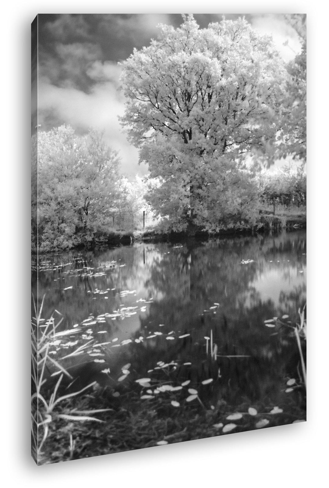 atemberaubender Baum in der Natur Effekt: Schwarz/Weiss im Format: 80x60 als Leinwandbild, Motiv fer