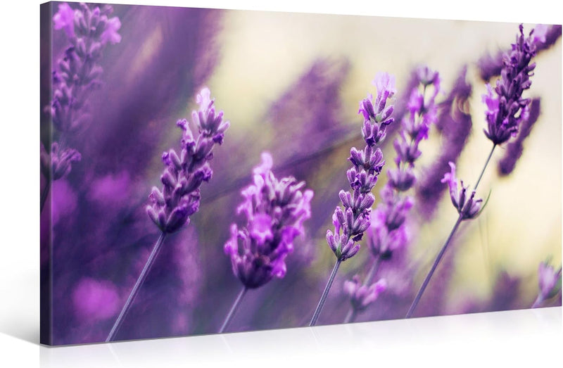 PICANOVA – Purple Lavendel 100x50cm – Premium Leinwanddruck – Kunstdruck Auf 2cm Holz-Keilrahmen Für