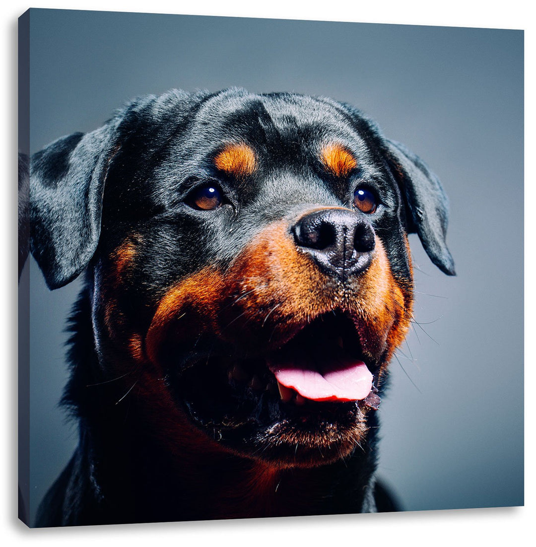 Treuer Rottweiler, Format: 70x70 auf Leinwand, XXL riesige Bilder fertig gerahmt mit Keilrahmen, Kun