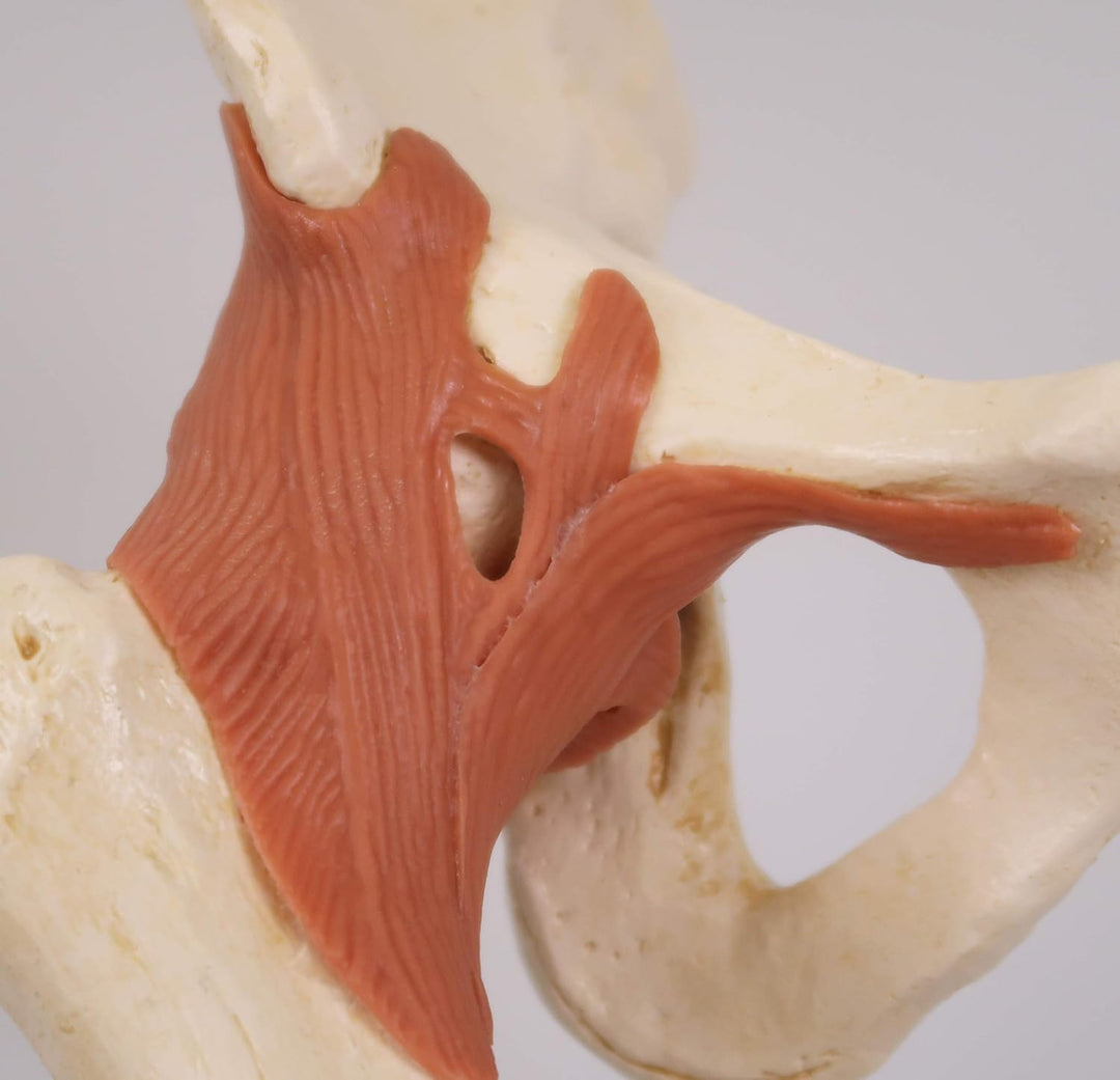 3B Scientific Menschliche Anatomie - Luxus Hüftgelenk-Funktionsmodell + kostenlose Anatomie App - 3B