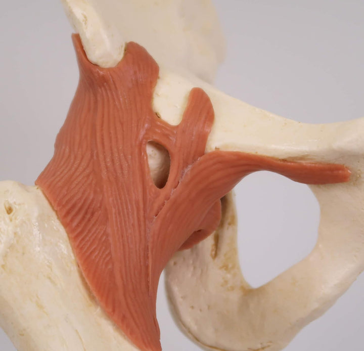 3B Scientific Menschliche Anatomie - Luxus Hüftgelenk-Funktionsmodell + kostenlose Anatomie App - 3B